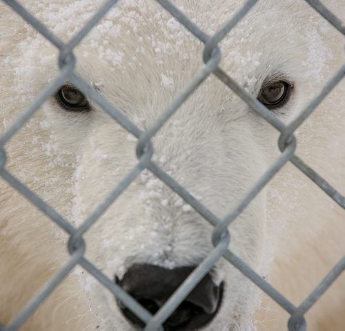 Hudson the polar bear at the Assinboine Park Zoo on Tuesday. The zoo's four bears, including three from the wild, two female cubs Kaska and Aurora, and four-year-old male Storm, are all doing well settling in. Hudson and Storm are still in their own enclosures, while Kaska and Aurora share a home.    140115 - Wednesday, {month name} 15, 2014 - (Melissa Tait / Winnipeg Free Press)