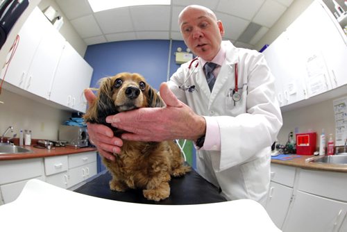 Fat Pet Project.  Zoe, Doug's wiener dog is weighed and checked out by Dr. Jim Broughton at Exclusively Cats on Corydon ave. Doug is very concerned about the dogs weight, which is 36% overweight. 19 lbs.  BORIS MINKEVICH / WINNIPEG FREE PRESS. JAN 22, 2014