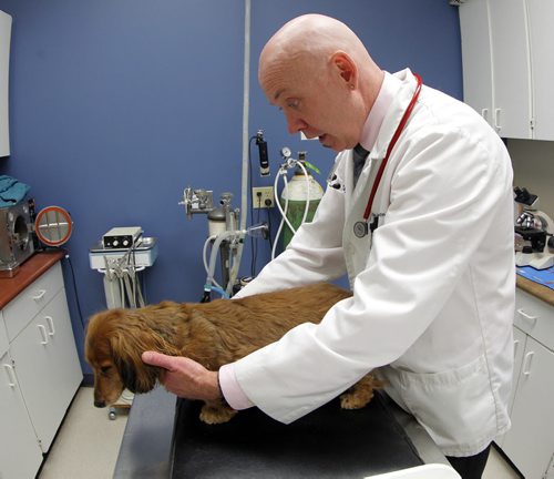 Fat Pet Project.  Zoe, Doug's wiener dog is weighed and checked out by Dr. Jim Broughton at Exclusively Cats on Corydon ave. Doug is very concerned about the dogs weight, which is 36% overweight. 19 lbs.  BORIS MINKEVICH / WINNIPEG FREE PRESS. JAN 22, 2014