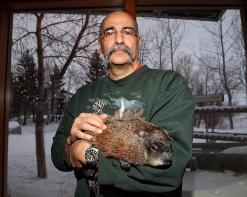 Andy Pulo from the Prairie Wildlife Rehabilitation Centre handles Winnipeg Willow at Fort Whyte Alive on Groundhog Day. 140202 - February 02, 2014 MIKE DEAL / WINNIPEG FREE PRESS