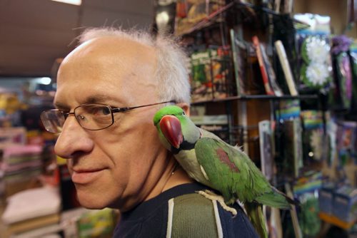 HENRY WASSERMAN owner of Bird Shop & Aquariums 1034 Main St with his Alexandrine Parrot name Phat. His store has remained in business for 26 years in spite of increased completion from pet supply superstores like PetSmart, which opened two new stores last week. Part of the reason for that is hes chosen to specialize in exotic birds, fish and reptiles, although they also carry dog and cat supplies-    See Murray McNeil story- Feb 11, 2014   (JOE BRYKSA / WINNIPEG FREE PRESS)