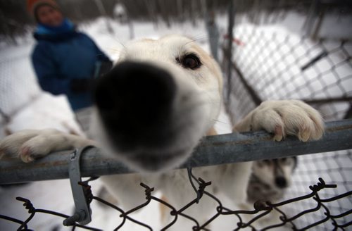"Blazer" a mix Husky Pointer Hound cross breed gets up close and personal with visitor's to Samantha Page's sled dog kennel Wednesday afternoon. February 12, 2014 - (Phil Hossack / Winnipeg Free Press)