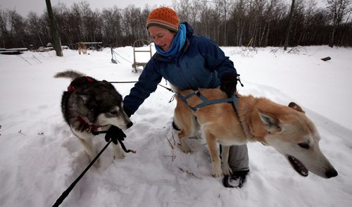"Blazer" a mix Husky Pointer Hound cross breed (right) pulls with anticipation as he's harnessed Wednesday afternoon. Pulling mate "Quest" a Siberian Husky joins in as Samantha Page harnesses her 4 dog team for a run near at their home near Woodlands Mb.  February 12, 2014 - (Phil Hossack / Winnipeg Free Press)