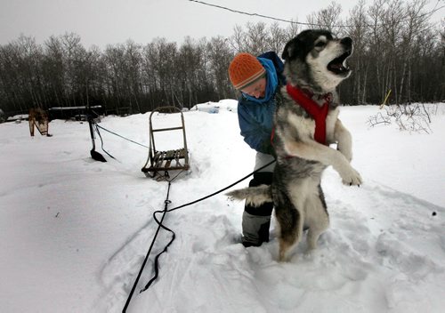 "Quest" a Siberian Husky leaps and howls with excitement as Samantha Page harnesses her 4 dog team for a run near at their home near Woodlands Mb.  February 12, 2014 - (Phil Hossack / Winnipeg Free Press)