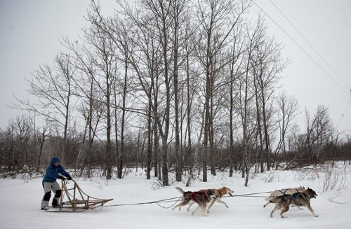 Samantha Page runs her 4 dog team near her home at Woodlands Mb.  February 12, 2014 - (Phil Hossack / Winnipeg Free Press)