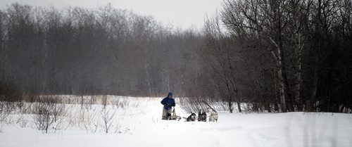Samantha Page runs her 4 dog team for a run near at their home near Woodlands Mb.  February 12, 2014 - (Phil Hossack / Winnipeg Free Press)