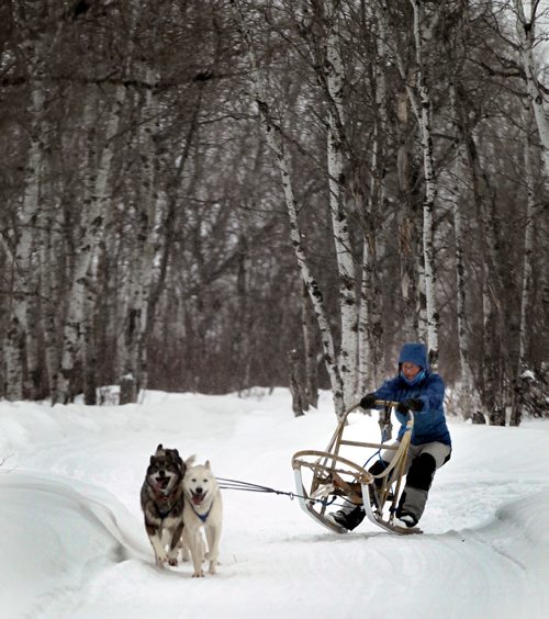 Samantha Page runs her 4 dog team for a run near at their home near Woodlands Mb.  February 12, 2014 - (Phil Hossack / Winnipeg Free Press)