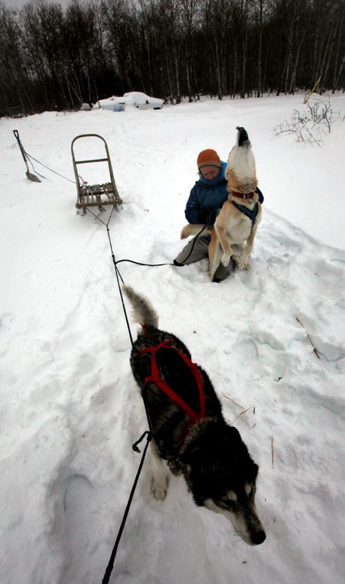"Blazer" a mix Husky Pointer Hound cross breed howls with anticipation as he's harnessed Wednesday afternoon. Pulling mate "Quest" a Siberian Husky pulls at her traces.  February 12, 2014 - (Phil Hossack / Winipeg Free Press)