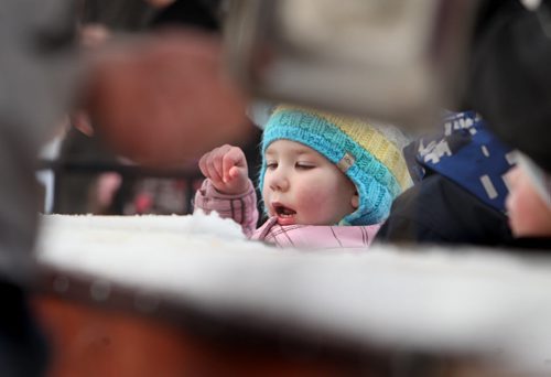 Five year old Suriya Hildebrandt picks up her maple syrup candy freshly hardened on the snow at the Sugar Shack at the Festival du Voyageur Saturday.  canFeb 15,, 2014 Ruth Bonneville / Winnipeg Free Press