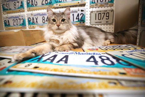 Alfie the cat, owned by Manny Jacob, a member of the ALPCA, an international association of license plate collectors, and part of his collection, Friday, February 14, 2014. (TREVOR HAGAN/WINNIPEG FREE PRESS) - for 49.8 intersection dave sanderson piece.
