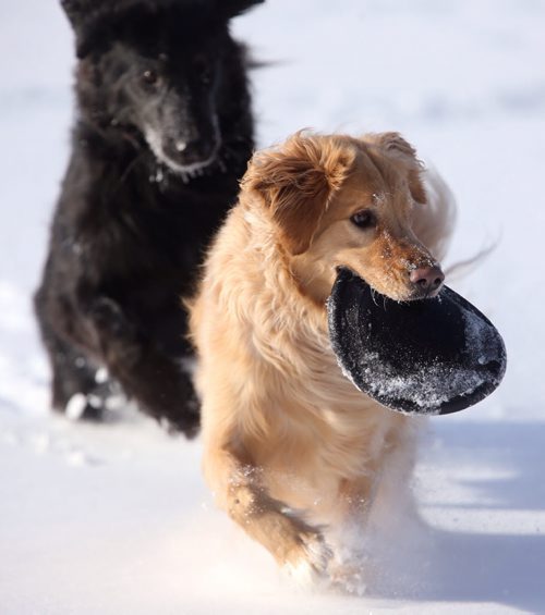 Two dogs fetching a disc while walking along the Assiniboine River, Sunday, February 16, 2014. (TREVOR HAGAN/WINNIPEG FREE PRESS)