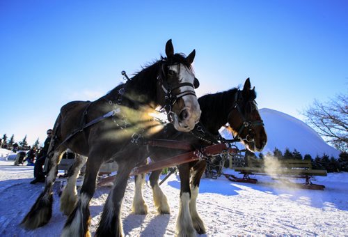 Heaving breathing horses about to pull a sleigh at Festival Du Voyageur on Louis Riel Day. 140217 - Monday, {month name} 17, 2014 - (Melissa Tait / Winnipeg Free Press)
