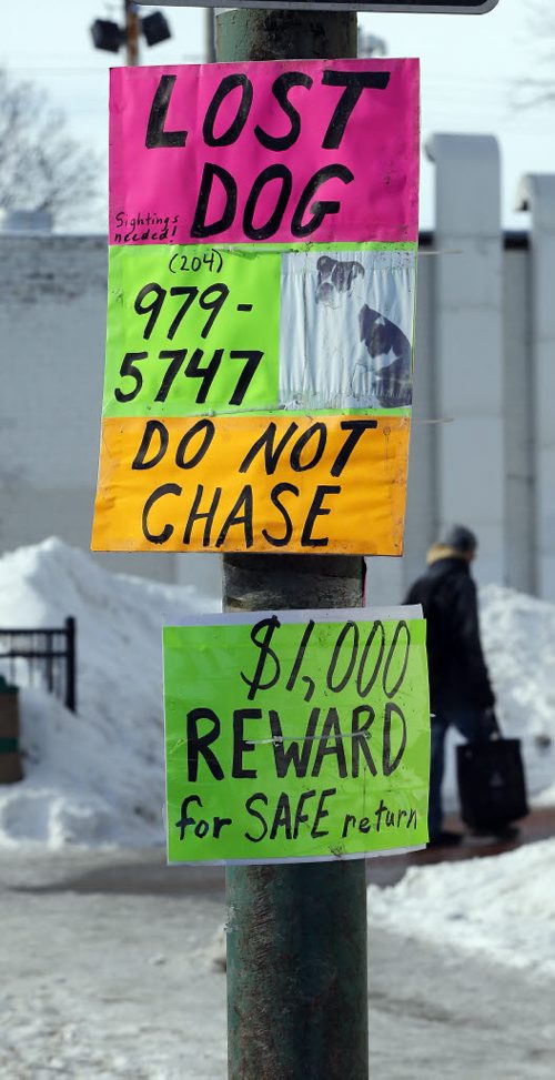 Stdup - Stakes rise  as reward is now offered for lost dog , lost  almost 2 weeks ago during the cold snap - reward is up to $1000 , signs posted all over the north end