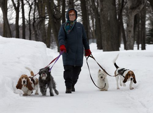 Stdup ,Dog walker  Lynn Norquay  walks her dogs  in Kildonan Park , a cooler day than Monday but the dogs stay cleaner she says . Mar. 11 2014 / KEN GIGLIOTTI / WINNIPEG FREE PRESS