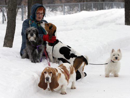 Stdup ,Dog walker  Lynn Norquay  walks her dogs  in Kildonan Park , a cooler day than Monday but the dogs stay cleaner she says . Mar. 11 2014 / KEN GIGLIOTTI / WINNIPEG FREE PRESS