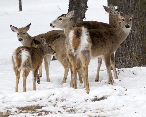 Tough Winter- These Whitetail deer were traveling together in Brookside cemetery looking for any bare grass they could find to survive our brutal winter-    Standup photo- Mar 12, 2014   (JOE BRYKSA / WINNIPEG FREE PRESS)
