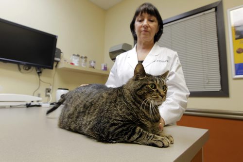 Tuxedo Vets on Corydon. The latest Pet Valu Fit Pet Project installment. Dr. Pat Dorval will be examining Eddie the fat cat. BORIS MINKEVICH / WINNIPEG FREE PRESS  March 17, 2014