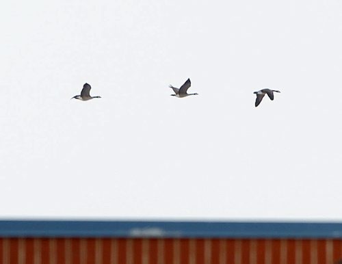 Some Canada geese return from the winter down south. BORIS MINKEVICH / WINNIPEG FREE PRESS  March 17, 2014