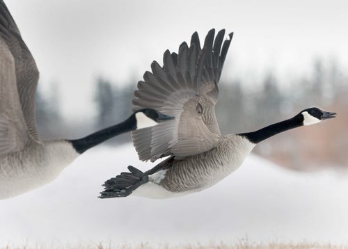 Sign of Spring? Two Canada geese fly towards FortWhyte Alive Tuesday afternoon in Winnipeg-Standup photo- Mar 18, 2014   (JOE BRYKSA / WINNIPEG FREE PRESS)