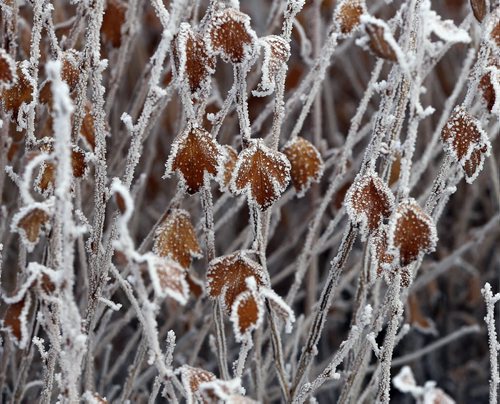 Stdup - This morning's heavy fog created beautiful delicate hoarfrost designs  in unlikey areas like this bush on Main St. at College Ave . . This Mar. 20 2014 / KEN GIGLIOTTI / WINNIPEG FREE PRESS