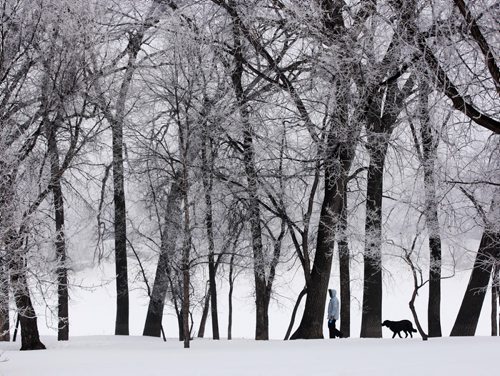 Picture Perfect- Frost covered trees in Frasers Grove Park in East Kildonan Thursday morning- Standup photo- Mar 20, 2014   (JOE BRYKSA / WINNIPEG FREE PRESS)