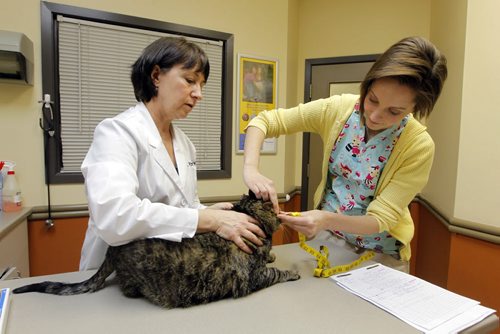 Tuxedo Vets on Corydon. The latest Pet Valu Fit Pet Project installment. Dr. Pat Dorval and animal health tech. Alexis Betker working with Eddie the fat cat. BORIS MINKEVICH / WINNIPEG FREE PRESS  March 17, 2014