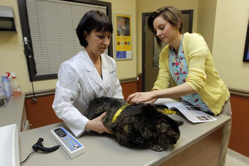 Tuxedo Vets on Corydon. The latest Pet Valu Fit Pet Project installment. Dr. Pat Dorval and animal health tech. Alexis Betker working with Eddie the fat cat. BORIS MINKEVICH / WINNIPEG FREE PRESS  March 17, 2014
