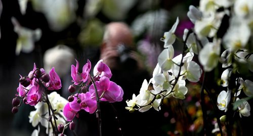 Spring (sort of) Show.....orchids and spectators are out in full blom at the annual Manitoba Orchid Society's show on now through Sunday at the Assinaboine Park Conservatory.....not a bad spot to hang out on a below normal temperature weekend in WInnipeg. STAND UP March 21, 2014 - (Phil Hossack / Winnipeg Free Press)
