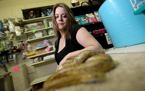 Tanya Morgan, owner of Pet Peripherals with Wilma, a Corn Snake, Sunday, March 23, 2014. The store has been without water for more than 30 days, and she has lost her groomer and much of her clientele. (TREVOR HAGAN/WINNIPEG FREE PRESS)