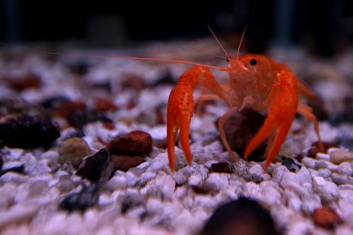 A lobster inside a tank at Pet Peripherals, Sunday, March 23, 2014. (TREVOR HAGAN/WINNIPEG FREE PRESS)