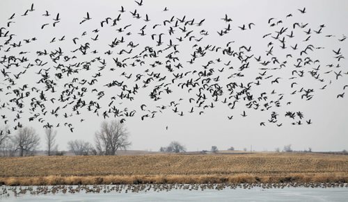 Waterfowl covers the skies Wednesday night north Sioux Falls, South Dakota - See Randy Turner find spring story- March 26, 2014   (JOE BRYKSA / WINNIPEG FREE PRESS)