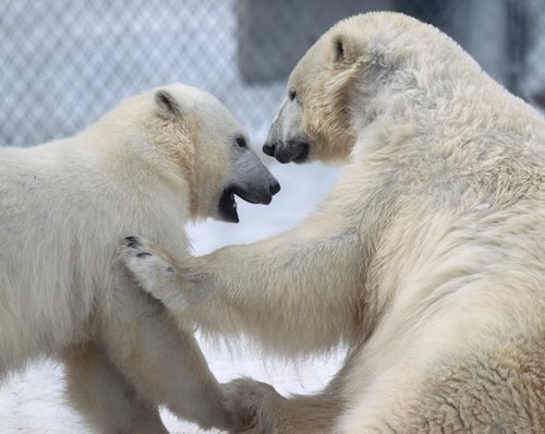 The polar bears at the Assiniboine Park Zoo Polar Bear exhibit play fight Saturday morning.  They were too difficult to identify which bears are in these photos because  Kaska, Hudson, Aurora and Storm were off and on playing together in same area making it hard to tell them apart.   Standup photo. March 29, 2014 Ruth Bonneville / Winnipeg Free Press