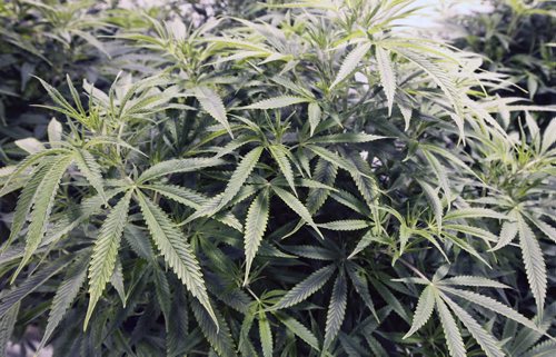 Medical marijuana being produced in Winnipeg by Delta 9 Bio-tec at a undisclosed location currently have 1000 plants producing 3 million dollars in product - See Martin Cash story  Mar 31, 2014   (JOE BRYKSA / WINNIPEG FREE PRESS)