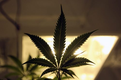 Medical marijuana being produced in Winnipeg by Delta 9 Bio-tec at a undisclosed location currently have 1000 plants producing 3 million dollars in product - See Martin Cash story  Mar 31, 2014   (JOE BRYKSA / WINNIPEG FREE PRESS)