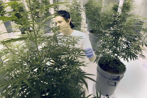 John Arbuthnot VP at  Delta 9 Bio-tec with medical marijuana being produced in Winnipeg at a undisclosed location currently have 1000 plants producing 3 million dollars in product -    See Martin Cash story  Mar 31, 2014   (JOE BRYKSA / WINNIPEG FREE PRESS)