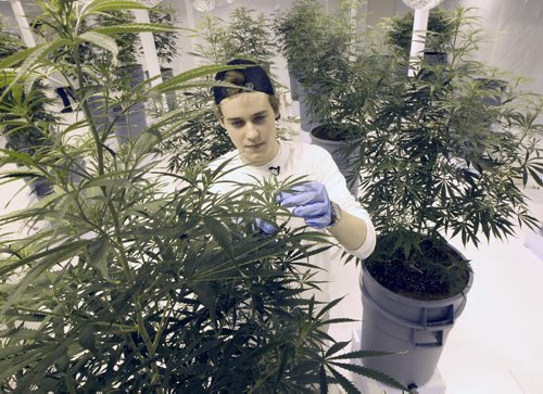 John Arbuthnot VP at  Delta 9 Bio-tec with medical marijuana being produced in Winnipeg at a undisclosed location currently have 1000 plants producing 3 million dollars in product -    See Martin Cash story  Mar 31, 2014   (JOE BRYKSA / WINNIPEG FREE PRESS)
