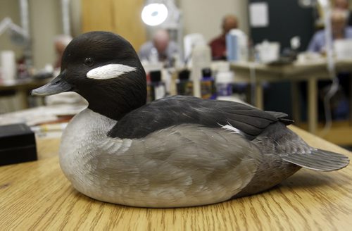 In the forground is a casting painted of a Bufflehead hen painted by Glenn  McMurdo a wildfowl sculptor from Cobourg, Ontario.  He is giving a three day duck painting workshop at Lee Valley Tools. Glenn is a world renown duck carver and will be judging at the  28th annual Prairie Canada Carving Championship and show April 5 & 6 held  at the Canad Inns Polo Park. The 2014 competition is expected to draw 300 hand-crafted carvings and turnings of wood, bone, stone and antler from 100-plus carvers from Ontario, the Prairie Provinces and adjoining states. Admission for the show is $5.00 for adults and children are admitted free.   see release   Wayne Glowacki / Winnipeg Free Press April 3   2014