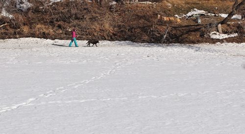 A person walks her dog along the edge of the Assiniboine River Sunday. With the warm weather and melting ice, one wrong step could be disastrous. Please be careful!  140406 April 06, 2014 Mike Deal / Winnipeg Free Press