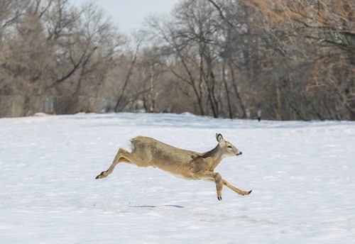Oh deer! Is spring finally here? A deer gallops through soft snow in a park near the University of Manitoba in Winnipeg on Tuesday, April 8, 2014. (Photo by Crystal Schick/Winnipeg Free Press/Winnipeg Free Press)