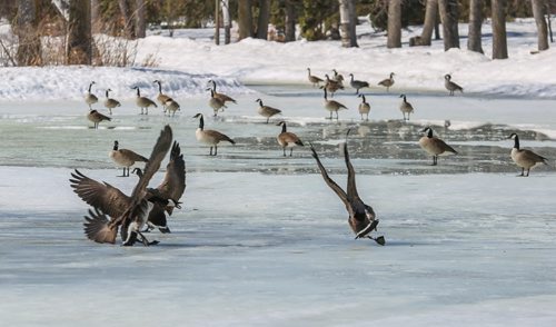 Geese come in for a slippery landing on a still frozen pond in St. Vital Park in Winnipeg on Tuesday, April 8, 2014. The geese are ready for spring, but Winnipeg it seems, didn't get the memo. (Photo by Crystal Schick/Winnipeg Free Press/Winnipeg Free Press)