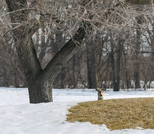 Oh deer! Is spring finally here? A deer peers over a patch of grass in a park near the University of Manitoba in Winnipeg on Tuesday, April 8, 2014. (Photo by Crystal Schick/Winnipeg Free Press/Winnipeg Free Press)
