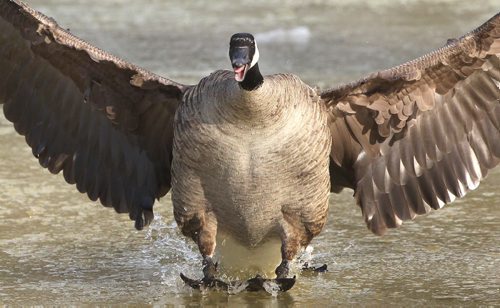 A Canada goose comes in for a landing at St Vital Park Wednesday- Less than one out of a thousand geese carry one band- Standup photo- Apr 09, 2014   (JOE BRYKSA / WINNIPEG FREE PRESS)