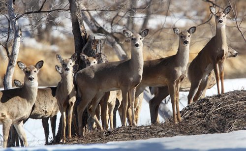 A herd of White Tail deer Thursday morning in Headingley, Manitoba-    Standup Photo- Apr 10, 2014   (JOE BRYKSA / WINNIPEG FREE PRESS)
