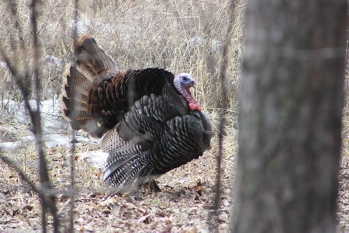 Turkey tom in wooded area in Souris, photo by Bill Redekop Winnipeg Free Press