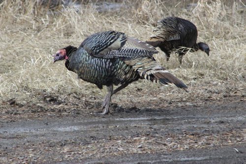 021 - young turkey Bill Redekop  Winnipeg Free Press