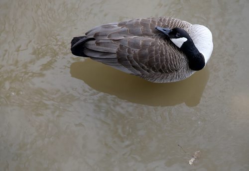 A Canada Goose sits in open water on the Assiniboine River, directly above the submerged walking path, as seen from the Midtown Bridge, Sunday, April 13, 2014. (TREVOR HAGAN/WINNIPEG FREE PRESS)