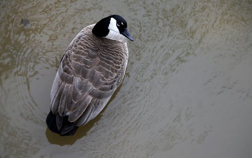 A Canada Goose sits in open water on the Assiniboine River, directly above the submerged walking path, as seen from the Midtown Bridge, Sunday, April 13, 2014. (TREVOR HAGAN/WINNIPEG FREE PRESS)