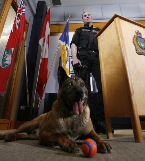 Winnipeg Police Service Dog Judge is retiring from the force on Thursday, Winnipeg Police Service Canine Unit Patrol Sgt. Scott Taylor and the dog have been working together doing police work for 10 years.   The pair have made over 500 tracking arrests and apprehensions, possibly the most successful canine team in the units history. Judge has sired  41 pups in four litters, currently six pups are working on the streets of Winnipeg with many more working in various police agencies across Canada and the United States. While Judge will enjoy retirement living with Taylors at their residence,  Scott Taylor will continue his career with the WPS  in investigations.  Intern Danielle story. Wayne Glowacki / Winnipeg Free Press April 15   2014