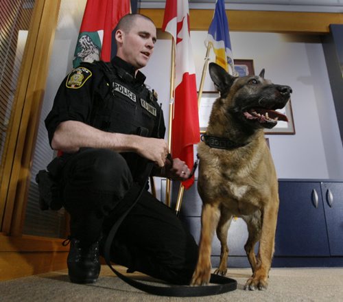 Winnipeg Police Service Dog Judge is retiring from the force on Thursday, Winnipeg Police Service Canine Unit Patrol Sgt. Scott Taylor and the dog have been working together doing police work for 10 years.   The pair have made over 500 tracking arrests and apprehensions, possibly the most successful canine team in the units history. Judge has sired  41 pups in four litters, currently six pups are working on the streets of Winnipeg with many more working in various police agencies across Canada and the United States. While Judge will enjoy retirement living with Taylors at their residence,  Scott Taylor will continue his career with the WPS  in investigations.¤  Intern Danielle story. Wayne Glowacki / Winnipeg Free Press April 15   2014