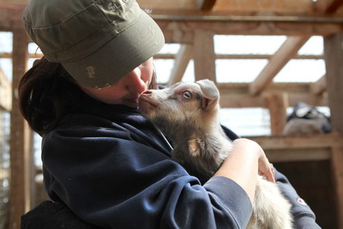 Erica Evans nuzzles her nose up to  two week old Benji, a Toggenberg cross goat from Aurora Farm (no s on Farm) during a training session to raise goats Tuesday.  April 15, 2014 Ruth Bonneville / Winnipeg Free Press